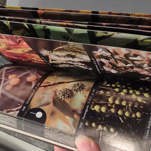 The Audubon Society Field Guide to North American Trees Eastern Region - Picture 6 of 7